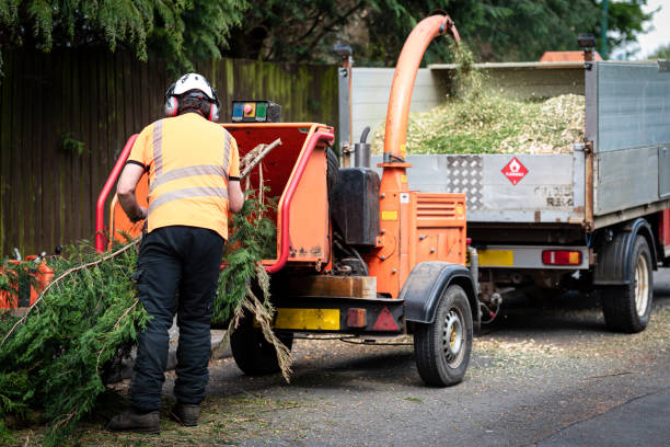 Best Residential Tree Removal  in Beulah, ND